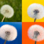 Withered Dandelion – Color Background