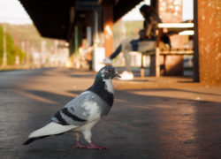 Pigeon on the train station