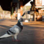 Pigeon on the train station