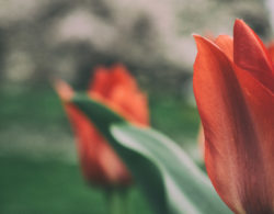 Red tulips – nature art