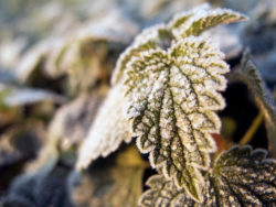 Hoarfrost on a leaf