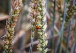 Ladybird on a Wheat Spike