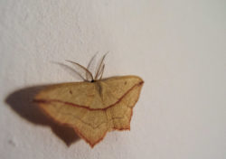 Moth on the Wall