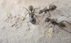 Black ants macro photography