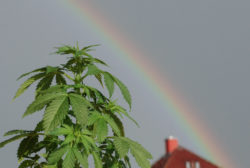 Marijuana And Rainbow