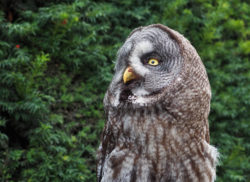 Owl Portrait