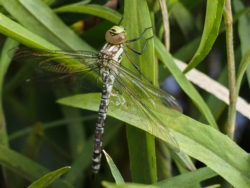 Dragonfly On Reed – Close-Up