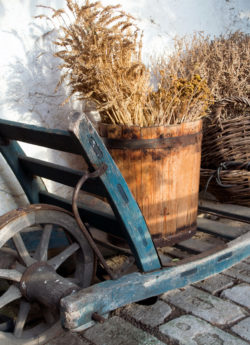 Wheelbarrow And Herbs On A Farm