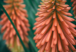 Aloe Vera Blossom