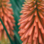 Aloe Vera Blossom