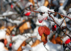 Rose Hips Sprinkled With Snow