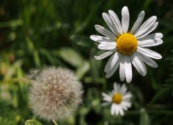 Leucanthemum Flower