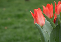 Red Tulips On Green Background