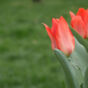 Red Tulips On Green Background