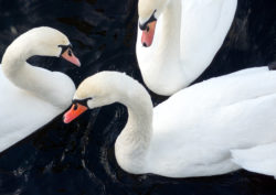 Three Whooper Swans