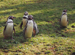 Humboldt Penguins On The Grass