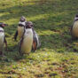 Humboldt Penguins On The Grass