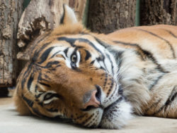 Tiger Lying On The Ground In The Zoo