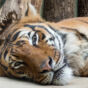 Tiger Lying On The Ground In The Zoo