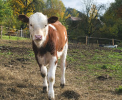 Standing Calf On The Farm