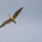 Flying Seagull