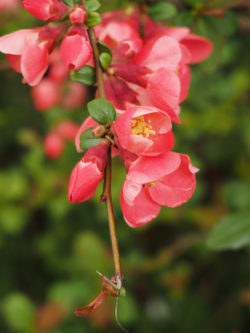 Pink Flowers