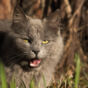 Grey Cat With Open Mouth