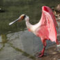 Pink water bird Roseate Spoonbill