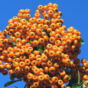 Common Sea Buckthorn