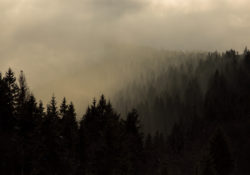 Forest In Fog