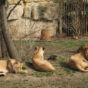 Lions In Zoo