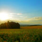 Meadow At Sunset