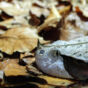 Gaboon Viper