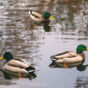 Three Wild Ducks