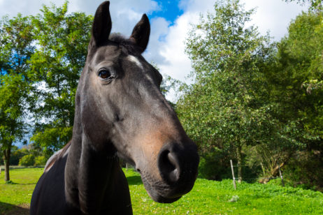 Brown Horse Head