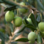 Green Olives on the Tree