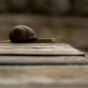 Snail on Wooden Table