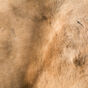 Horse Fur Texture