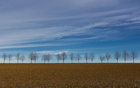 Row of Trees on the Horizon