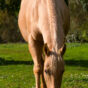 Buckskin horse