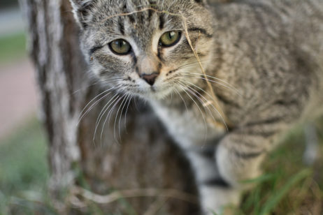 Curious Gray Cat