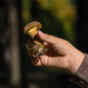 Mushroom in Children Hand