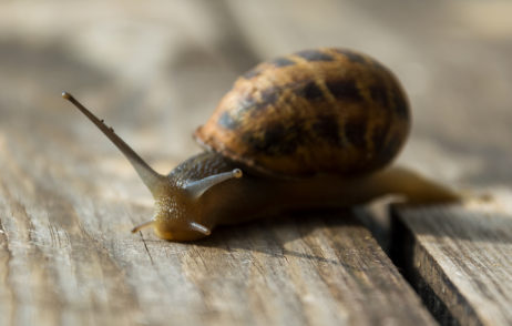 Snail Close Up