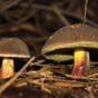 Two Edible Mushrooms Close Up