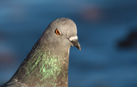 Angry Pigeon