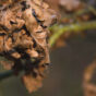 Dry oak leaves