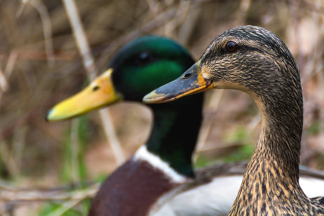 Pair of ducks