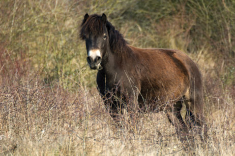 Wild horse – Exmoor pony