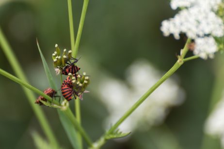 Italian Striped Bug