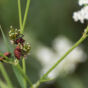 Italian Striped Bug